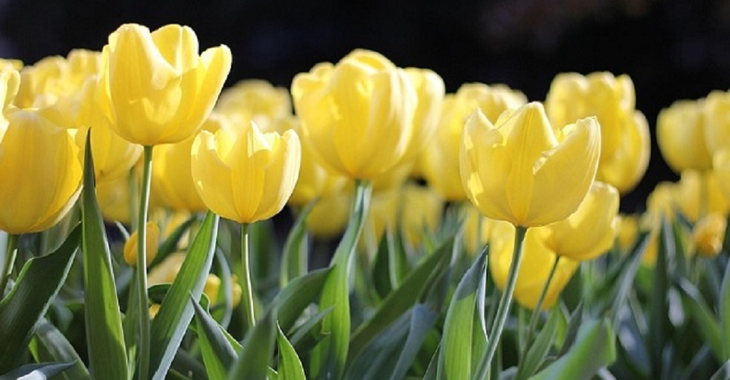 Gelbe Tulpen